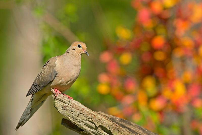 Dove Program Mississippi Department of Wildlife, Fisheries, and Parks